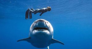 DEEP BLUE SEA 3 PRESENTA SU FECHA DE ESTRENO EN ESPAÑA