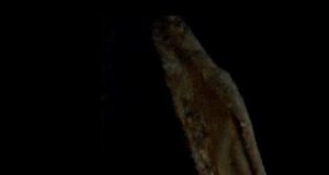 CAVEAT NOS TRAE TRÁILER Y NUEVAS IMÁGENES