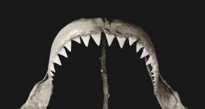 BALA te adentra en la ¡’MALEZA’ su nuevo album acompañado del single-video “RITUAIS”